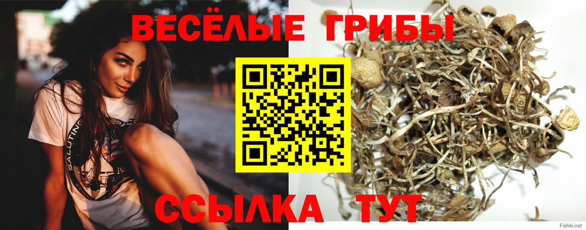 где продают   Галлюциногенные грибы MAGIC MUSHROOMS  Вход с VPN  Реж 
